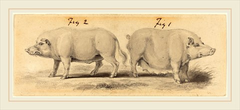 Samuel Howitt, British (c. 1765-1822), Two Pigs, gray and brown wash over graphite on wove paper
