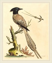George Edwards,English, (1694-1773), The Black and White Crested Bird of Paradise, published 1743,