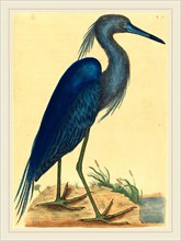 Mark Catesby,English, (1679-1749), The Blue Heron (Ardea coerulea), published 1731-1743,