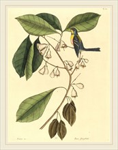 Mark Catesby,English, (1679-1749), The Finch Creeper (Parus americanus), published 1731-1743,