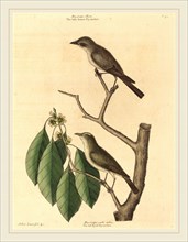 Mark Catesby,English, (1679-1749), The Little Brown Flycatcher, published 1731-1743, hand-colored