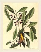 Mark Catesby,English, (1679-1749), The Yellow Titmouse (Motacilla trochilus), published 1754,