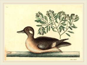 Mark Catesby,English, (1679-1749), The Little Brown Duck (Anas rustica), published 1754,