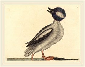 Mark Catesby,English, (1679-1749), The Buffel's Head Duck (Anas bucephala), published 1731-1743,
