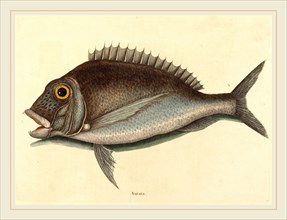 Mark Catesby,English, (1679-1749), The Porgy (Sparus chrysops), published 1754, hand-colored