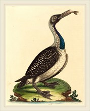 George Edwards,English, (1694-1773), Black and White Water-Fowl with Blue Throat, hand-colored