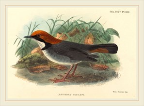 British 19th Century, Bird (Larvivora Ruficeps), hand-colored lithograph