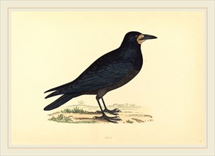 British 19th Century, Rook, hand-colored etching
