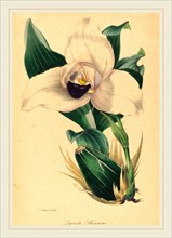 Samuel Holden, Lycaste Skinneri, British, active 1845-1847, hand-colored lithograph