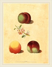 George Brookshaw, British (active 1812), Three Peaches, published 1817, line and stipple engraving