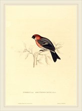 Elizabeth Gould, British (1804-1841), Pyrrhula Erythrocephala (Redheaded Bullfinch), hand-colored