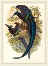 W. Hart, British (active 1851-1898), Epimachus speciosus (Sickle-billed Bird of Paradise),