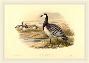 Joseph Wolf and H.C. Richter (active 1841-active c. 1881), Barnacle Goose (Bernicla Leucopsis),