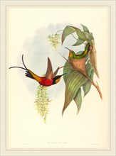 John Gould and H.C. Richter (active 1841-active c. 1881), Topaza pyra (Fairy Topaz), hand-colored