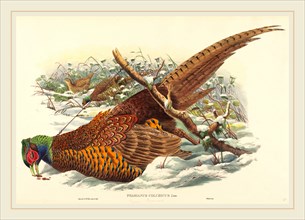 John Gould and W. Hart, British (active 1851-1898), Phasianus colchicus (Ring-necked Pheasant),