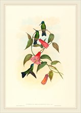 John Gould and H.C. Richter, British (1804-1881), Eucephala smaragdocaerulea (Gould's Wood Nymph),