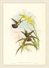 John Gould and H.C. Richter, British (1804-1881), Lampornis veraguensis (Veraguan Mango),