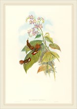 John Gould and H.C. Richter, British (1804-1881), Selashorus scintilla (Scintillant Hummingbird),