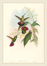 John Gould and H.C. Richter, British (1804-1881), Lampornis prevosti, hand-colored lithograph on