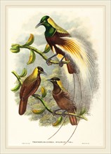 W. Hart, British (active 1851-1898), Trichoparadisea Gulielmi, published 1875-1888, hand-colored