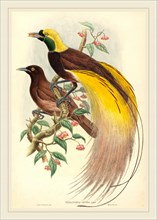 John Gould and W. Hart, British (1804-1881), Bird of Paradise (Paradisea apoda), published