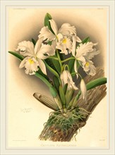 Gustav Leutzsch after Charles Storer (active 19th century), Cattleya Rochellensis, color lithograph