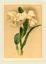 Gustav Leutzsch after Henry George Moon (German (?), active 19th century), Cattleya Mendelii