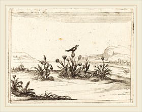 Jacques Callot, French (1592-1635), Bird Perched on a Thistle, 1628, etching