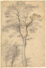 Three Studies of Trees