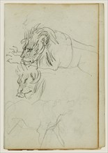 Three lion studies