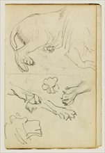 Various studies of lion leg, paws and head