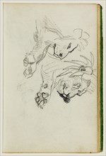 Two lion studies