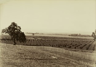 [Young Orchard, Palermo, Butte County]