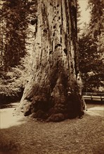 [Big Tree Felton (Redwood), Santa Cruz]