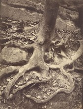 Saint-Cloud, Tree Roots, Saint Cloud Park