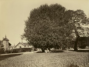[Residence of Mr. Howard, San Mateo, California, with Olive Tree