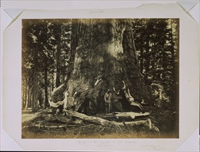 [Part of the Trunk of the "Grizzly Giant" with Clark - Mariposa