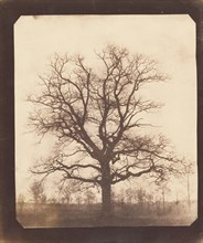 [An Oak Tree in Winter]