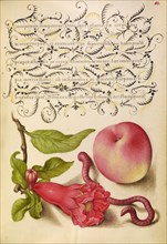 Pomegranate, Worm, and Peach