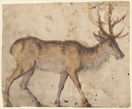 Study of a Stag (recto),  Study of Goats (verso)