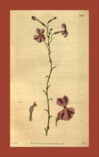 Botanical print by Sir William Jackson Hooker, FRS, 1785 â€ì 1865, English botanical illustrator.