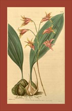 Botanical print by Augusta Innes  Withers (née Baker) (1793-1877),  an English natural history