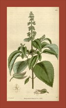 Botanical print by Robert Kaye  Greville, 1794 â€ì 1866, an  English botanist. He was an