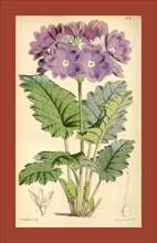 Botanical Print by Walter Hood Fitch 1817 â€ì 1892, W.H. Fitch was an botanical illustrator and