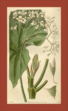 Botanical print by Sir William Jackson Hooker, FRS, 1785 â€ì 1865, English botanical illustrator.