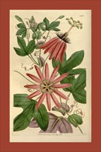 Botanical print or English natural history illustration by Joseph Swan 1796-1872, British Engraver.