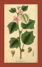 Botanical print by Sir William Jackson Hooker, FRS, 1785 â€ì 1865, English botanical illustrator.