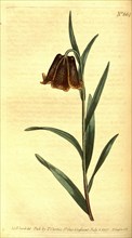 Botanical print by Sydenham Teast Edwards 1768 â€ì 1819, Sydenham Edwards was a natural history