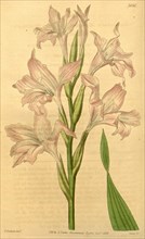 Botanical print by William  Herbert, 1778 â€ì 1847 was a  British botanist, botanical  illustrator,