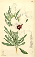 Botanical Print by Walter Hood Fitch 1817 â€ì 1892, W.H. Fitch was an botanical illustrator and